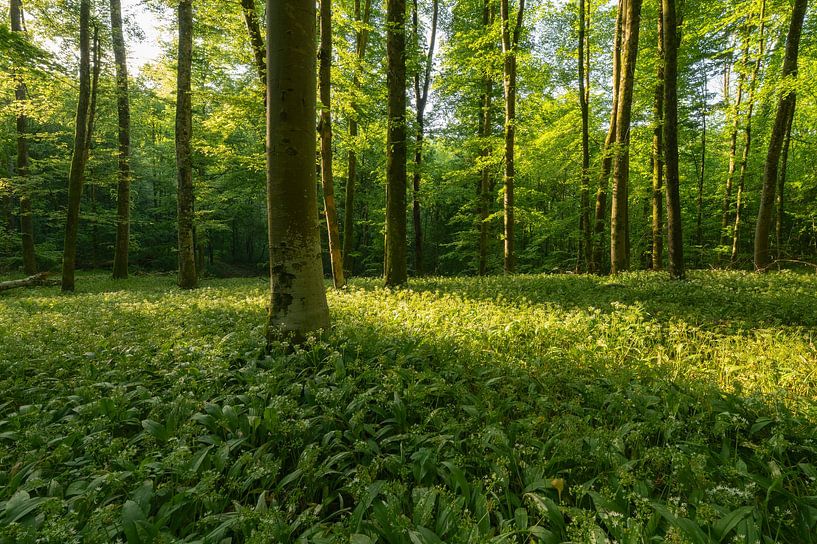 Blütenzauber im Wald von Anselm Ziegler Photography