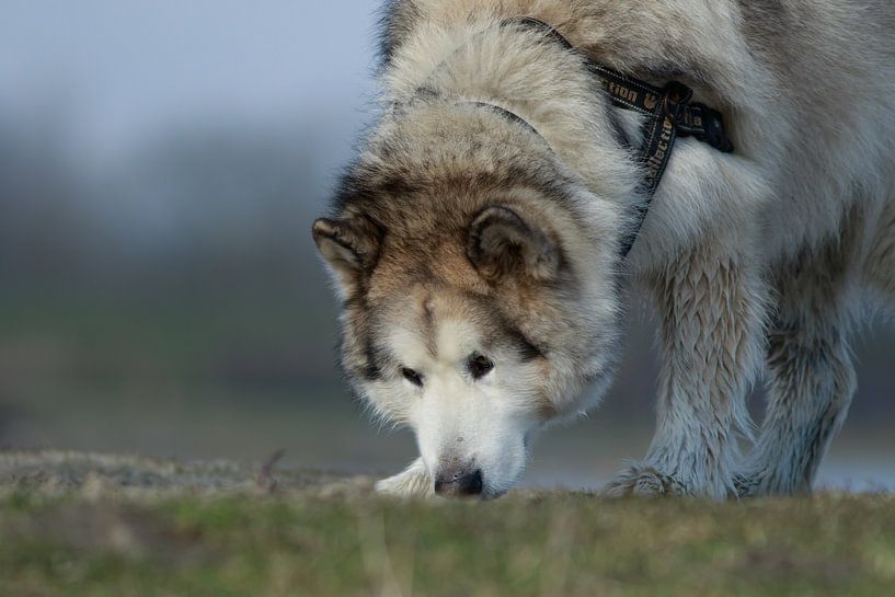 Alaska Malamute is een soort poolhond van Peter Buijsman