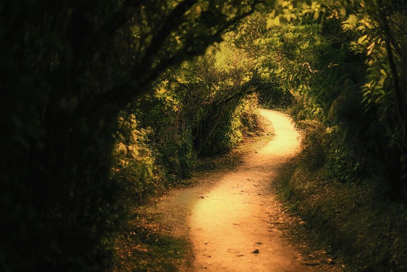 Canopy Road von Cho Tang