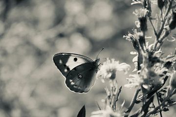 Butterfly by NoirLight