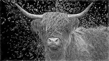 Digitaal schilderij van trotse Schotse Hooglander in zwartwit van DroomGans