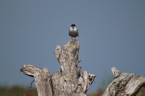 Markerwadden