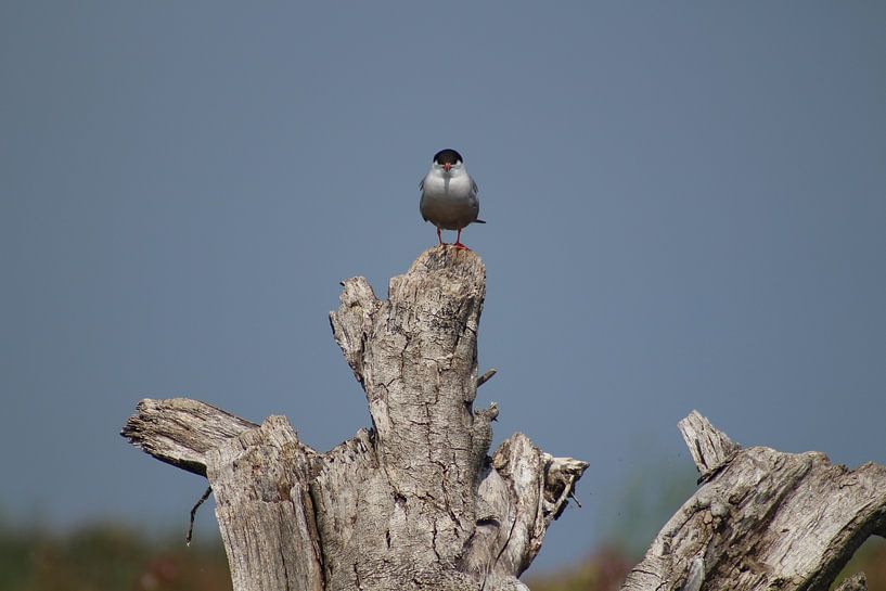 Markerwadden by Audrey Nijhof