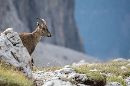 Jonge Alpensteenbok in de Dolomieten