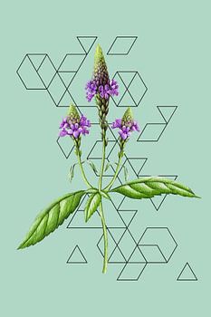 Botanical Verbena