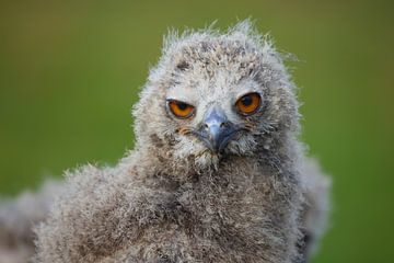 Europese Oehoe (Bubo bubo) van Ronald Pol