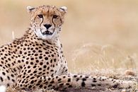 Ontspannen cheeta van Angelika Stern thumbnail