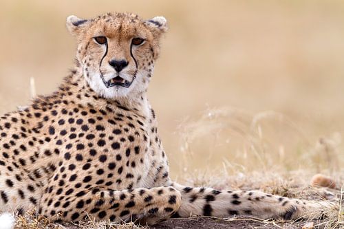 Relaxed cheetah