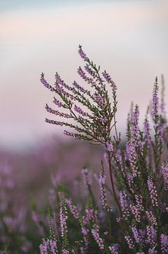 Heather plant in bloom by Danielle Bosschaart