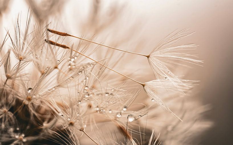 The dandelion seeds in the soft light. by Robby's fotografie