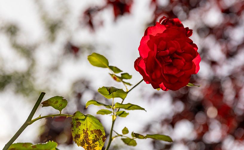 Close-up red rose 2 by Percy's fotografie