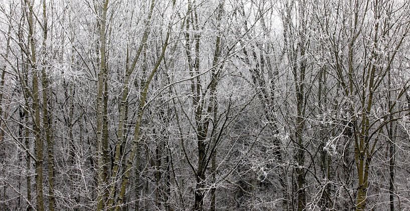 Forêt d'hiver par Thomas Jäger
