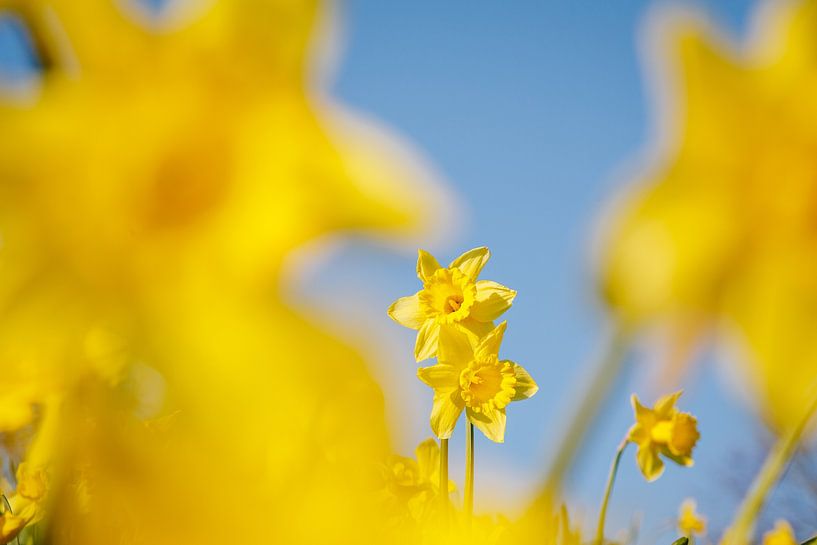 Daffodil in the first rays of sunlight, it's just like spring in Almere III | Colourful spring flowe by Evelien Lodewijks