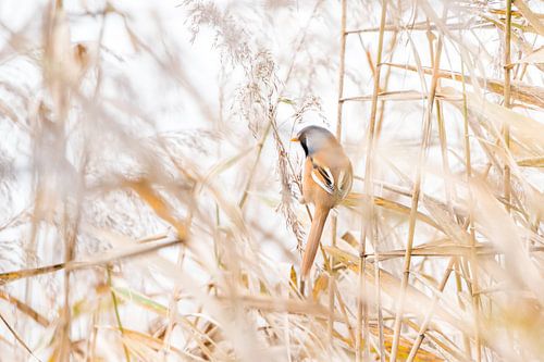 Baardmannetje in het hoge riet