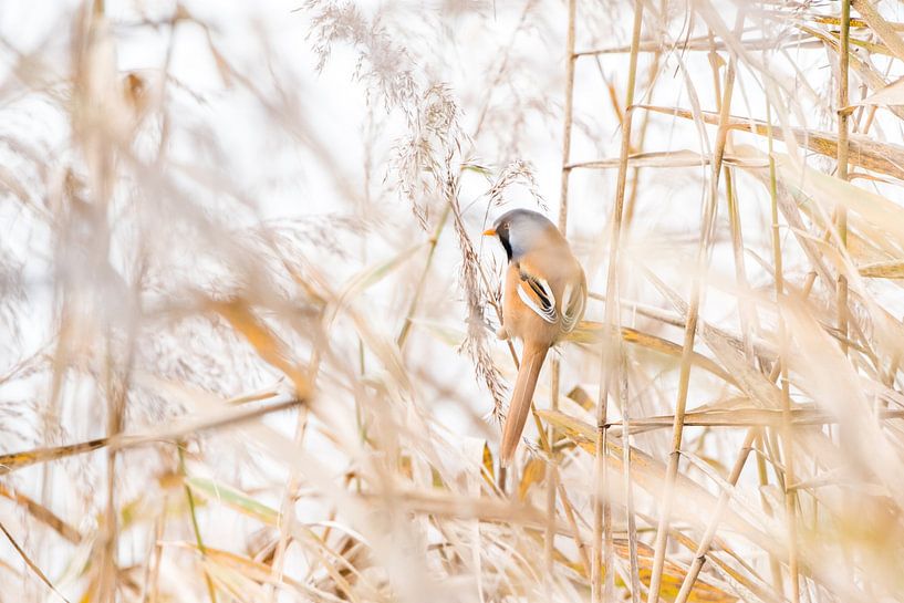 Bearded reedling in the tall reeds by Danny Slijfer Natuurfotografie
