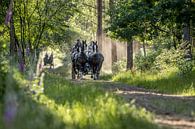 Paard en wagen in het bos van Anne-Marie Pannekoek thumbnail