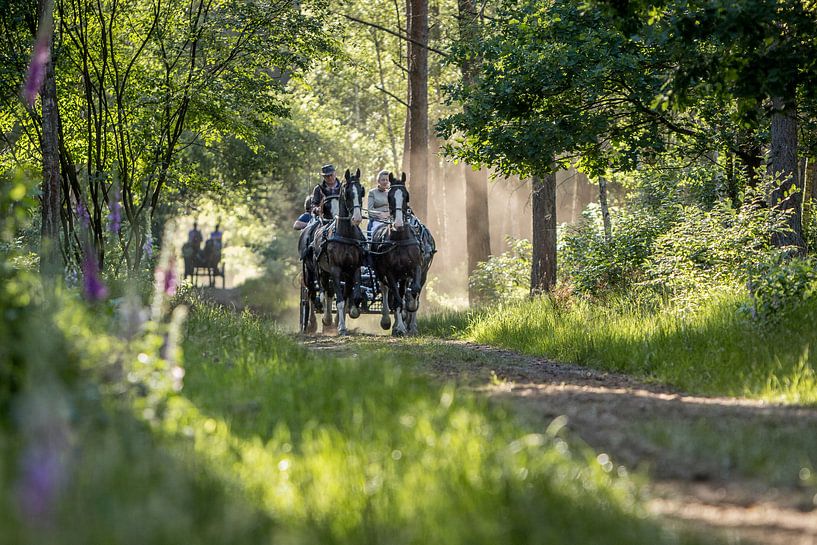 Paard en wagen in het bos par Anne-Marie Pannekoek