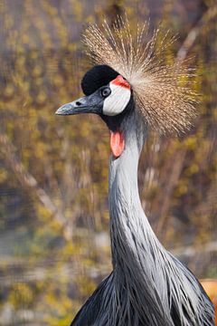 Zwarte gekroonde kraanvogel trotse blik kop en nek close-up, rode oorbellen van Michael Semenov