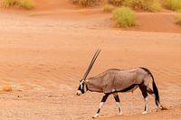 Oryx