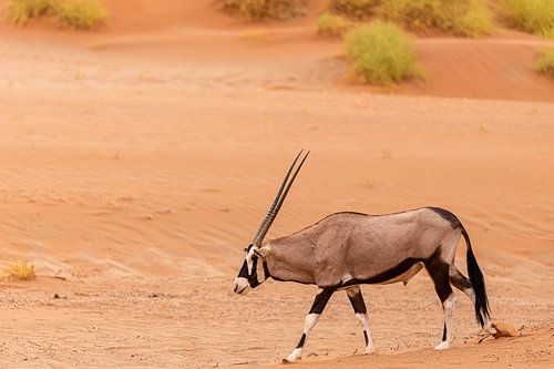 Eenzame Oryx in de Sossusvlei