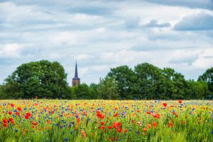 Hollands korenveld met klaprozen en korenbloemen in Brabant van Ron van der Stappen