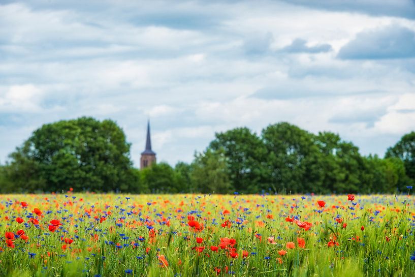Champ de blé avec coquelicots et bleuets dans le Brabant par Ron van der Stappen