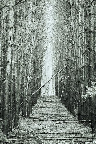 Bospad. van Karel Pops