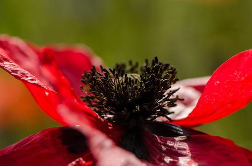 Tampons de coquelicot