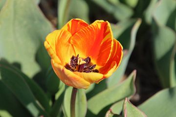 Blühende Tulpe in der Zwiebelregion. von Eibert van de Glind