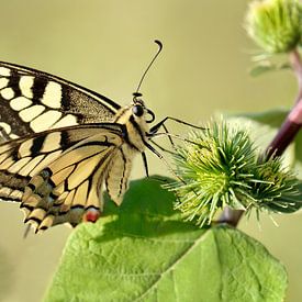 Schwalbenschwanz von Violetta Honkisz