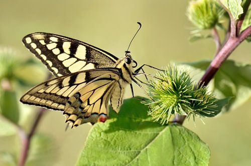 Schwalbenschwanz von Violetta Honkisz