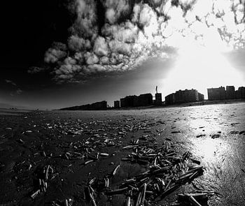 coquilles de couteau sur la plage