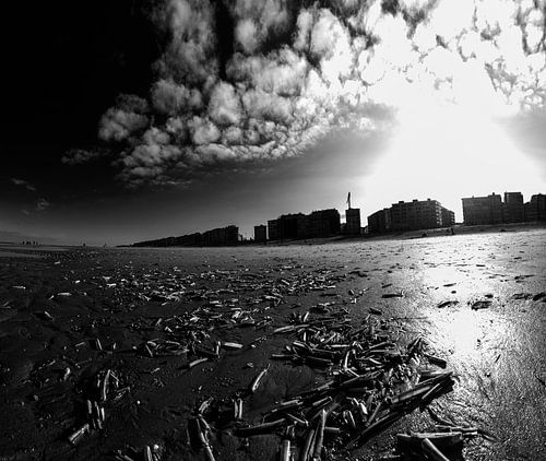 Messermuscheln am Strand