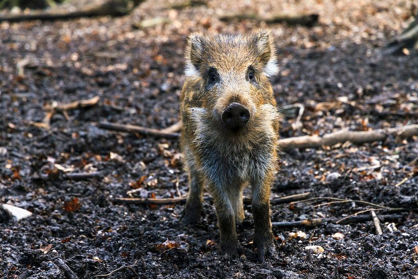 Zwijntje op de Veluwe par Dennis van de Water