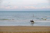 Horse in the surf by Johan Vanbockryck thumbnail