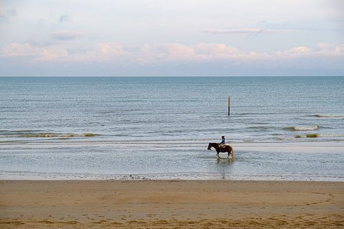Paard in de branding