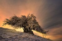 Eisbaum