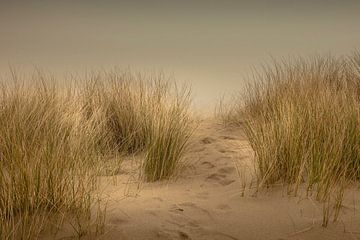 De duinen van de Vrouwenpolder in Nederland van Robby's fotografie