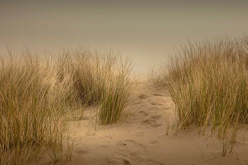 De duinen van de Vrouwenpolder in Nederland