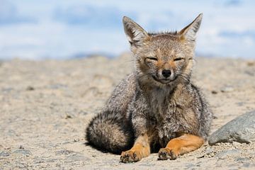 Sunning, patagonian fox by Laurine Hofman