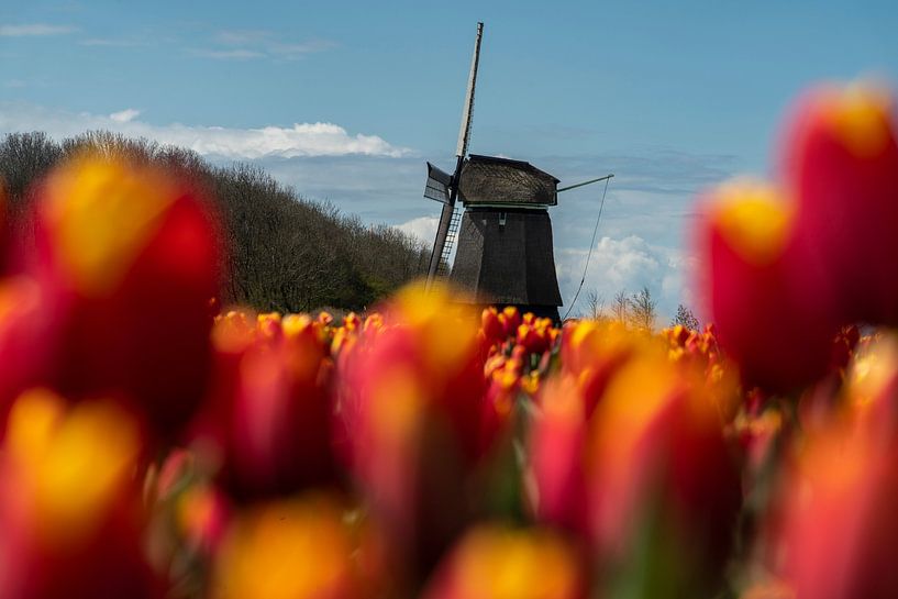 Spring in Noordholland by Manuuu