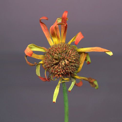 Altweibersommergeflüster - Sonnenhut