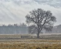 Wooden fence with a tree in a meadow
