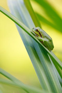 Tree frog by Rick Willemsen