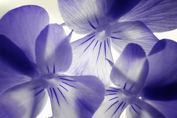 Violets macro infrared