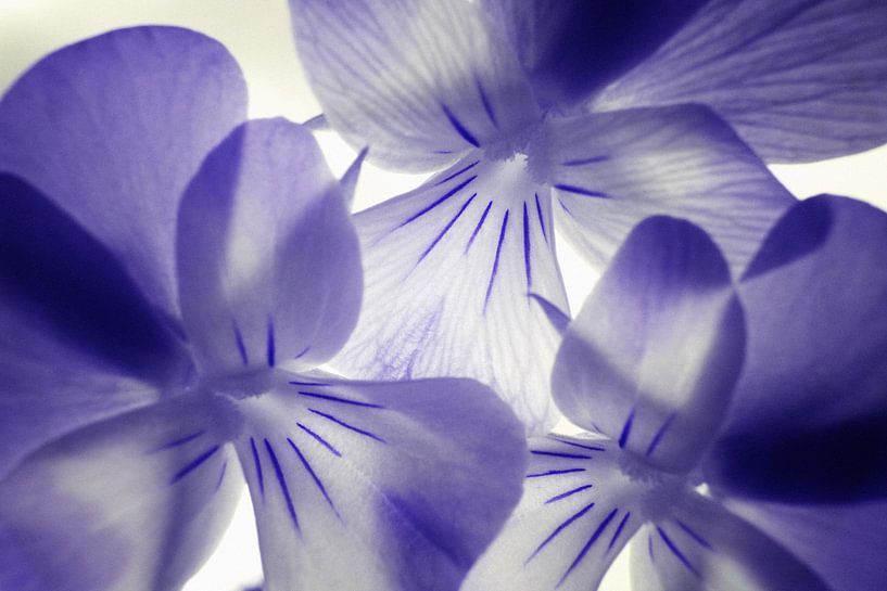 Violets macro infrarouge par Lars Beekman