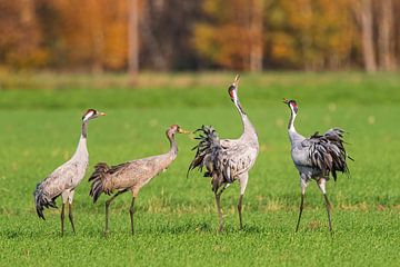 Dansende en trompetterende kraanvogels in een veld tijdens de herfsttrek