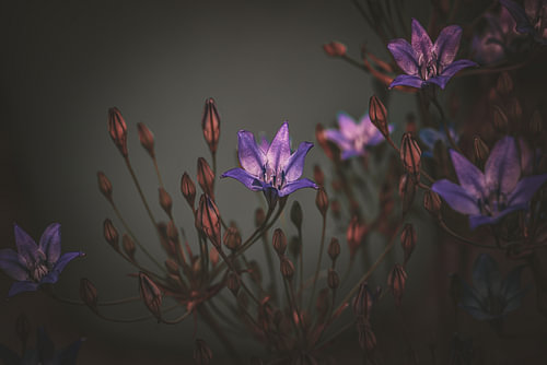 Klokjesbloem