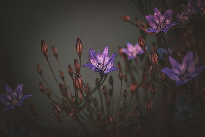 Bellflower par Jacques Aben