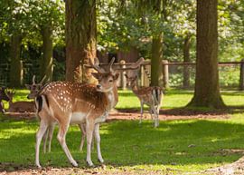 Deer by Norbert Erinkveld